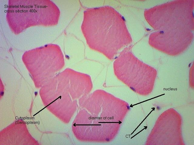 Microscope Muscle Tissue Labeled - Micropedia
